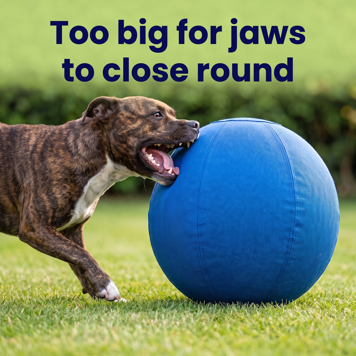 DogDesires Indestructible Herding Ball