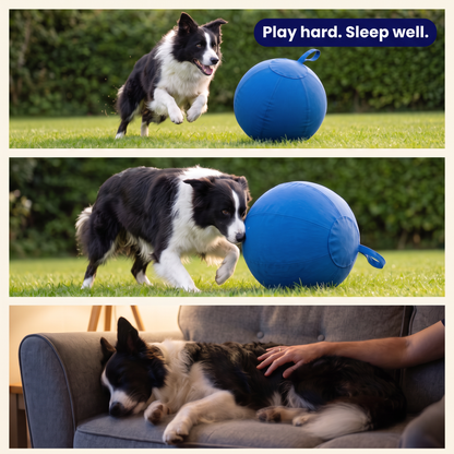 DogDesires Indestructible Herding Ball